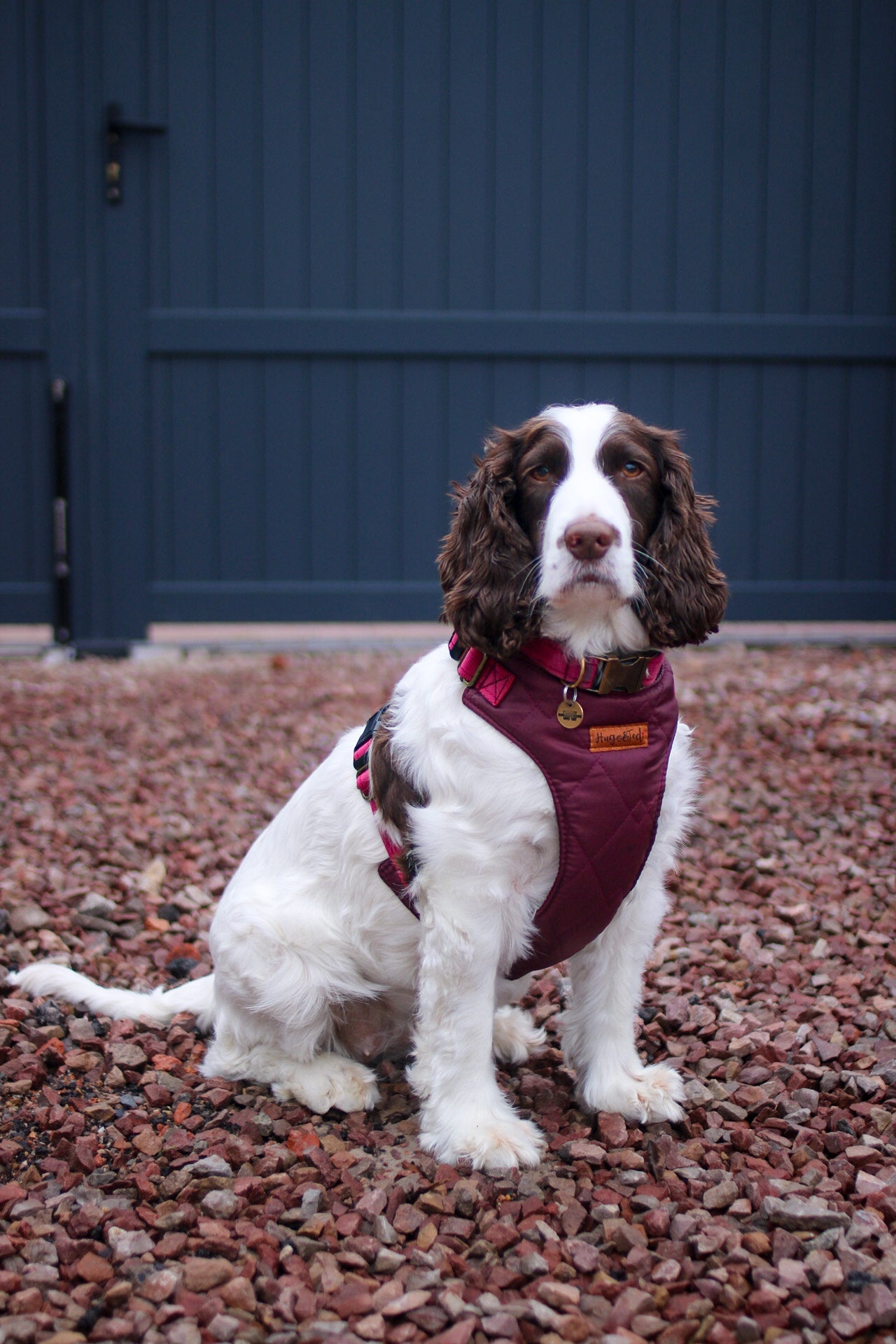 Explorer Harnesses - Hugo and Ted