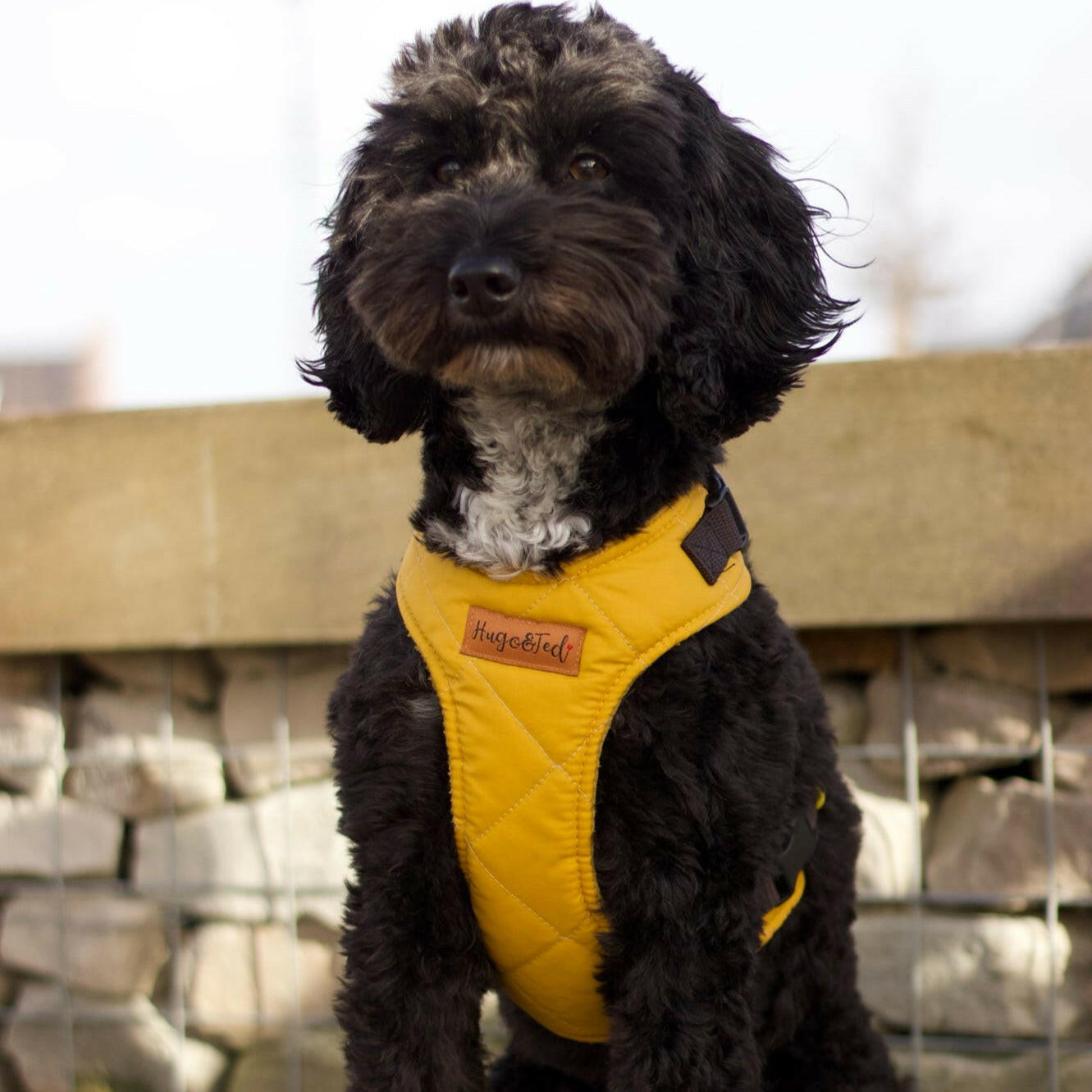 Explorer Harnesses - Hugo and Ted
