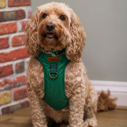 Explorer Harnesses - Hugo and Ted