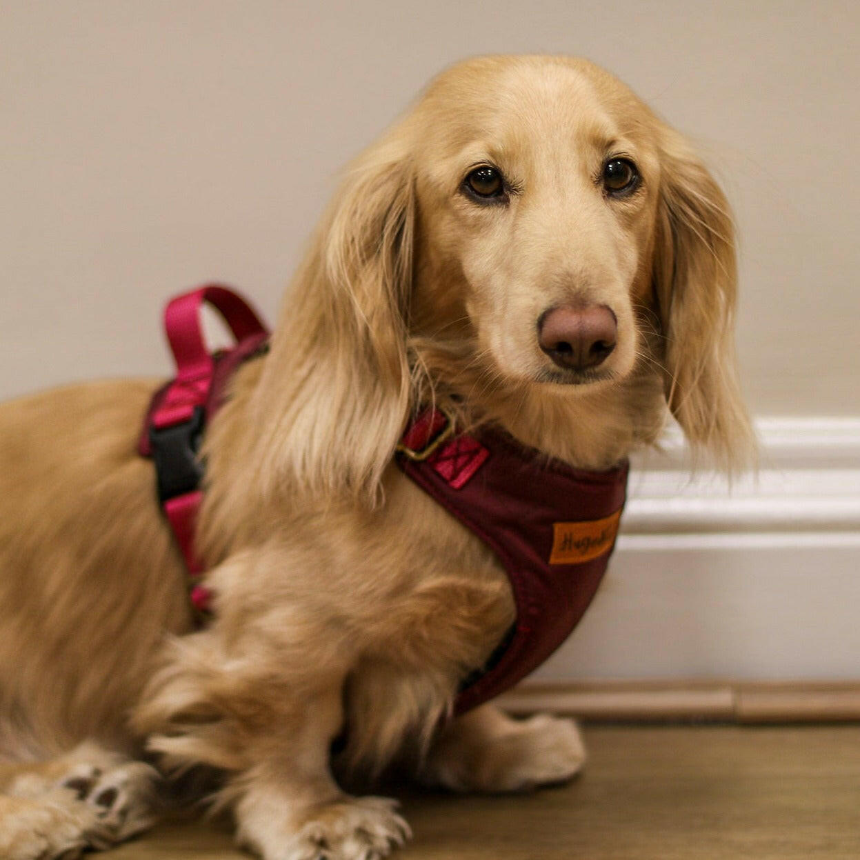 Explorer Harnesses - Hugo and Ted