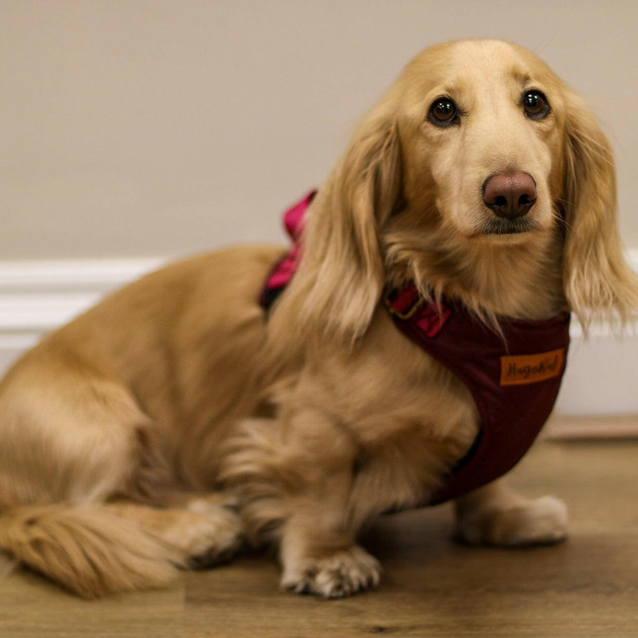 Explorer Harnesses - Hugo and Ted