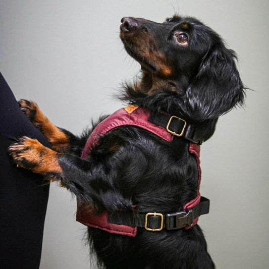 Explorer Harnesses - Hugo and Ted