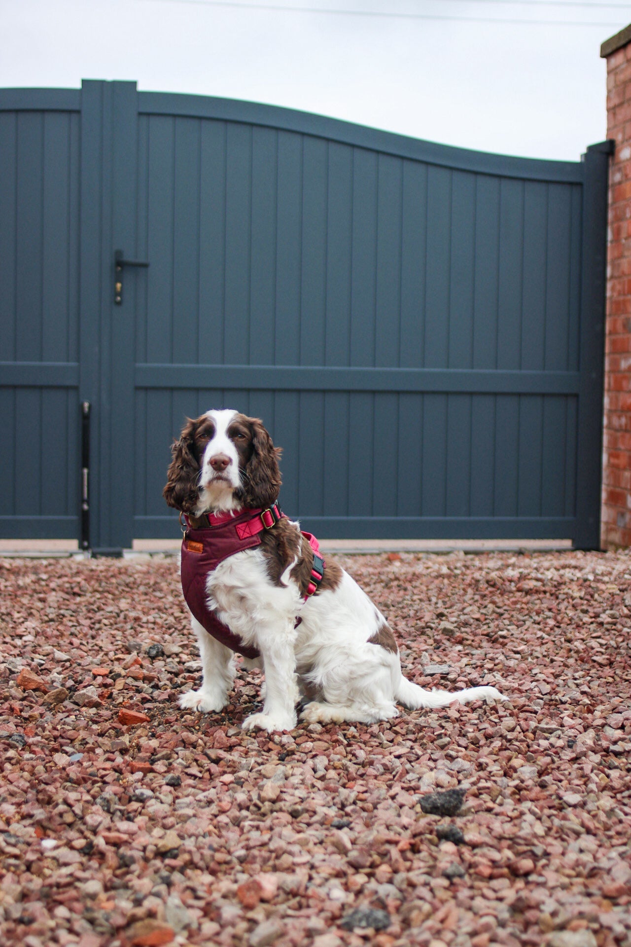 Explorer Harnesses - Hugo and Ted