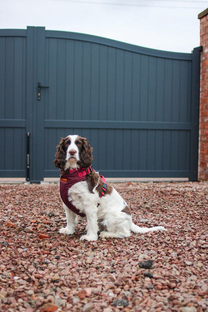 Explorer Harnesses - Hugo and Ted