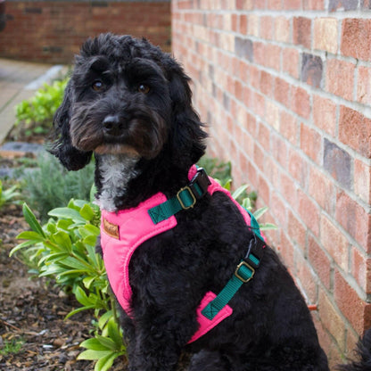 Explorer Harnesses - Hugo and Ted