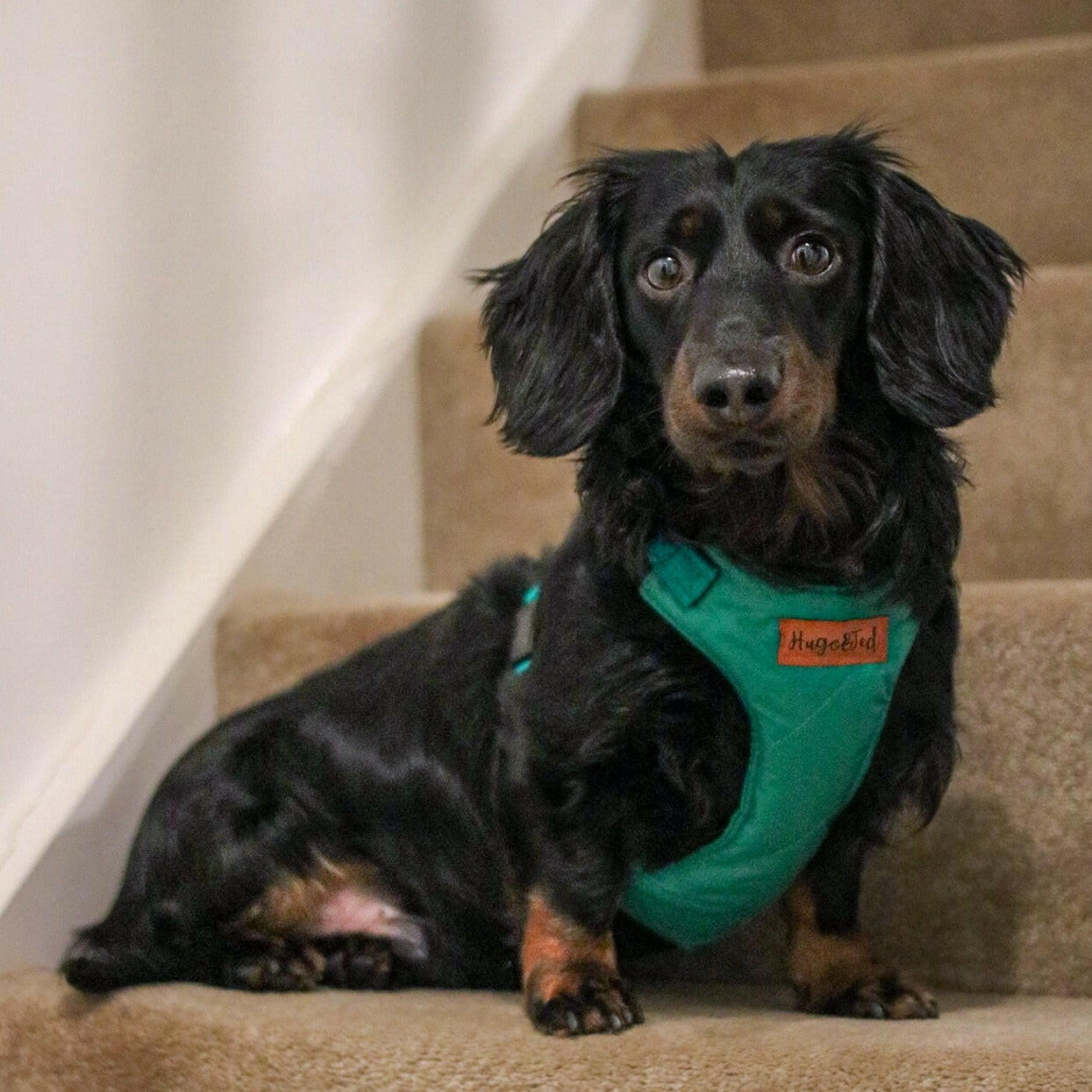 Explorer Harnesses - Hugo and Ted