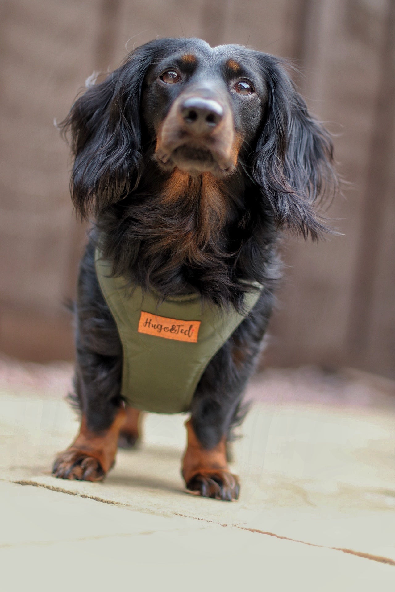 Explorer Harnesses – Quilted, Waterproof Step - In Dog Harness - Hugo and Ted