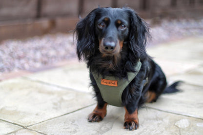 Explorer Harnesses – Quilted, Waterproof Step - In Dog Harness - Hugo and Ted