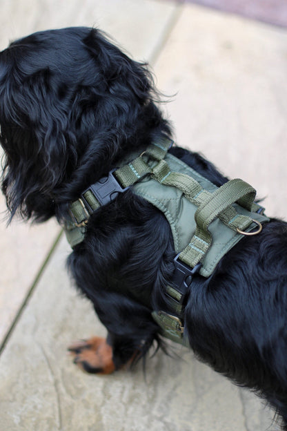 Explorer Harnesses – Quilted, Waterproof Step - In Dog Harness - Hugo and Ted