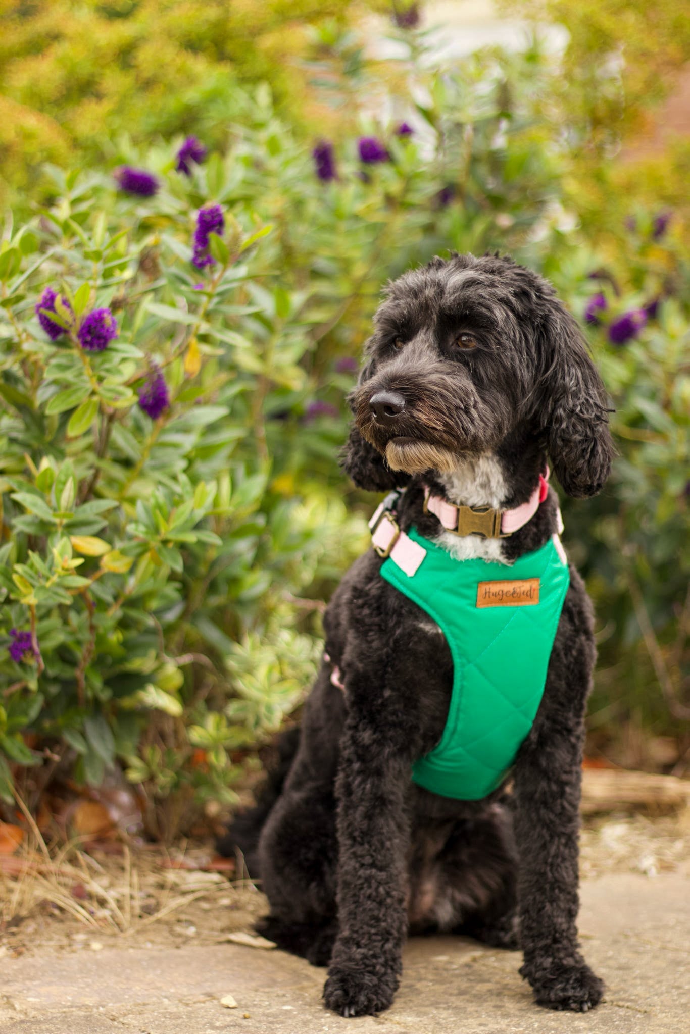 Explorer Harnesses – Waterproof Step - In Dog Harness - Hugo and Ted