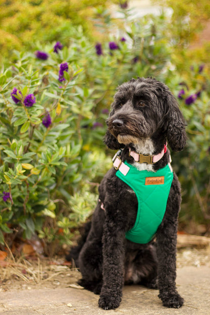 Explorer Harnesses – Waterproof Step - In Dog Harness - Hugo and Ted