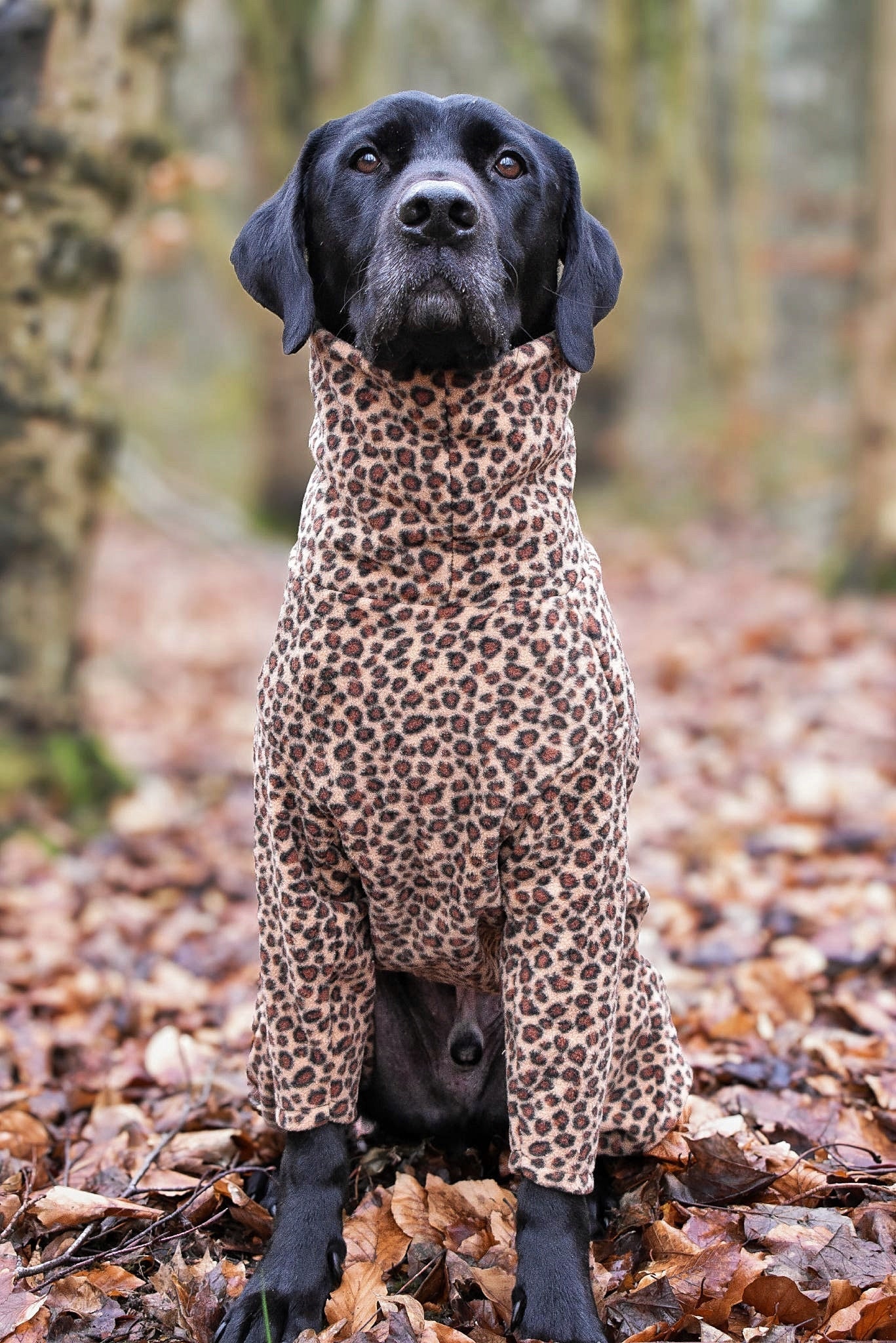 Fleece Dog Jumpsuit - Made to Measure, Personalised, Rainproof & Super Snug - Hugo and Ted