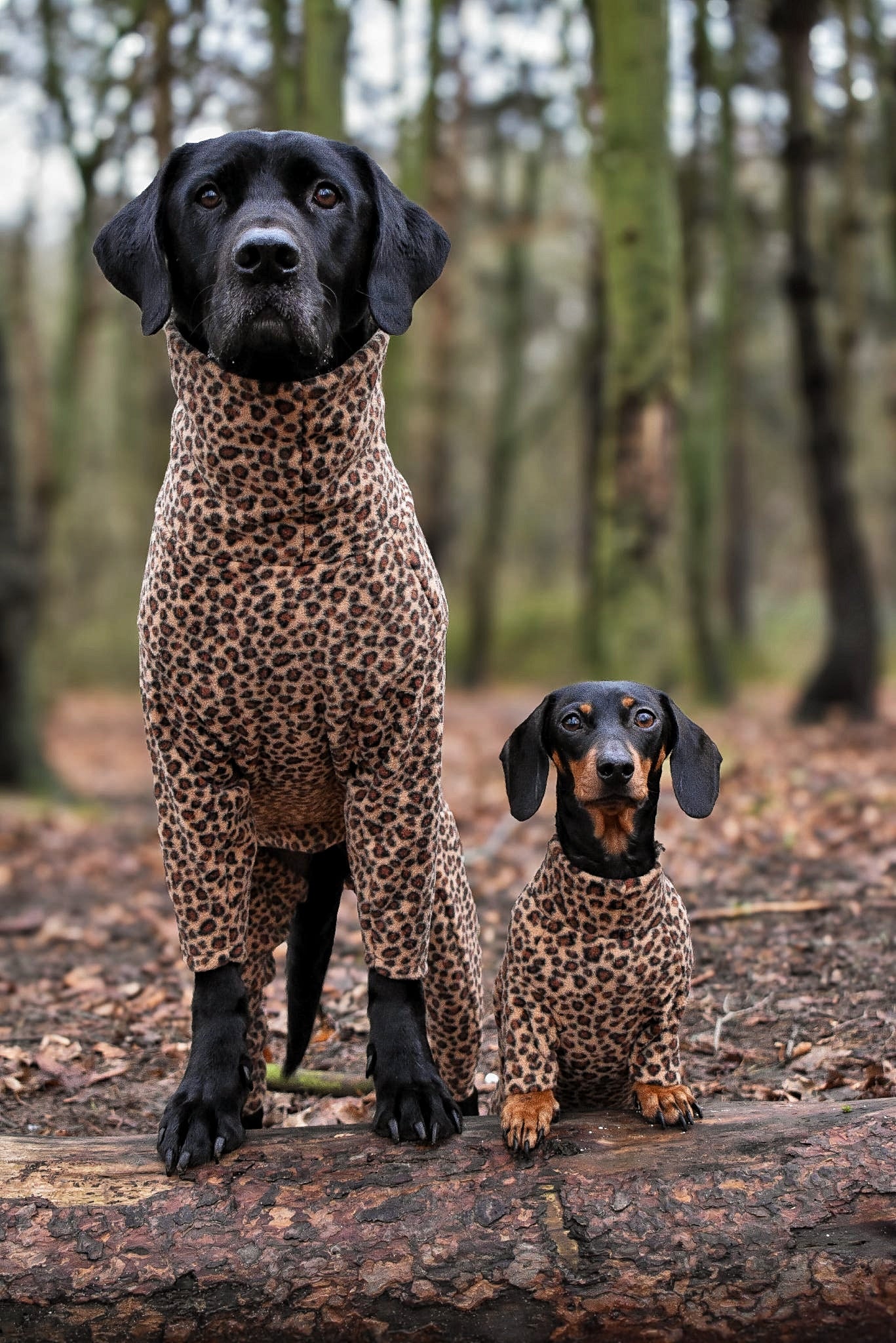 Fleece Dog Jumpsuit - Made to Measure, Personalised, Rainproof & Super Snug - Hugo and Ted