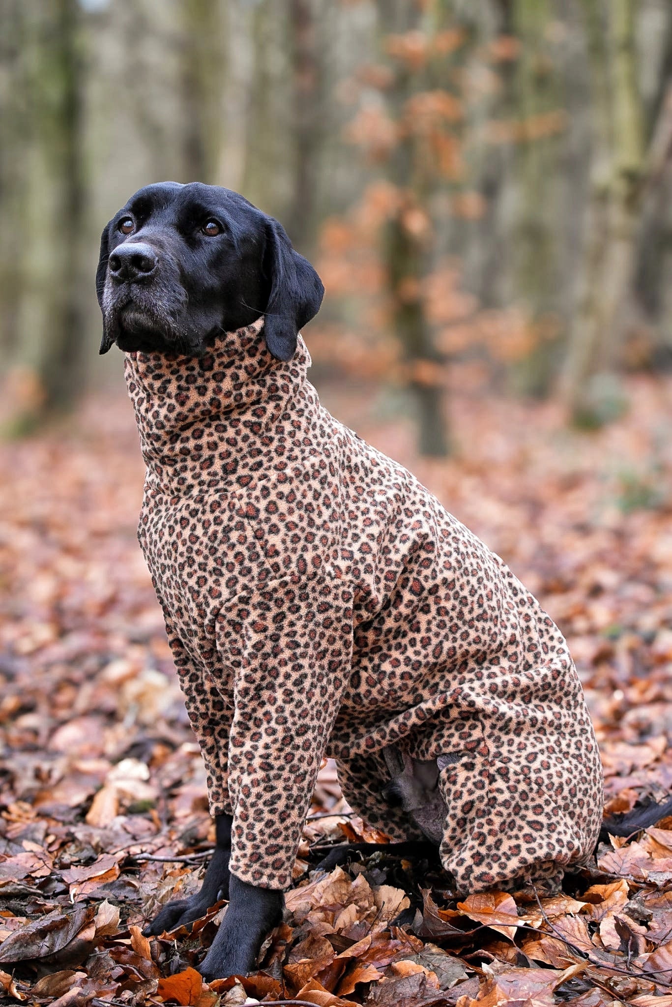 Fleece Dog Jumpsuit - Made to Measure, Personalised, Rainproof & Super Snug - Hugo and Ted