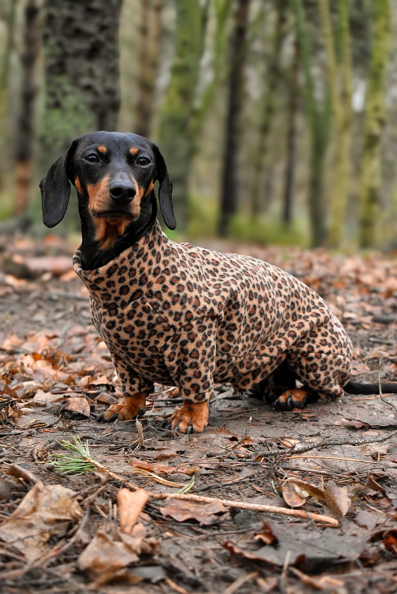 Fleece Dog Jumpsuit - Made to Measure, Personalised, Rainproof & Super Snug - Hugo and Ted