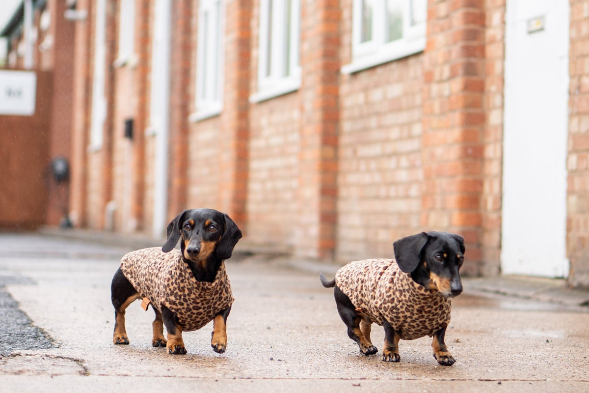 Fleece Dog Snuggle Jumper - Made to Measure - Hugo and Ted