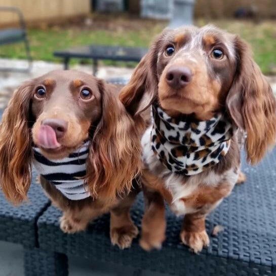 Fleece Snoods - Hugo and Ted