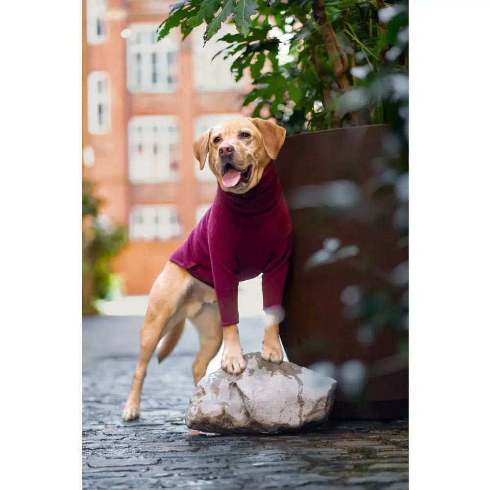 Front Leg Fleece Dog Snuggle Jumper - Made to Measure - Hugo and Ted