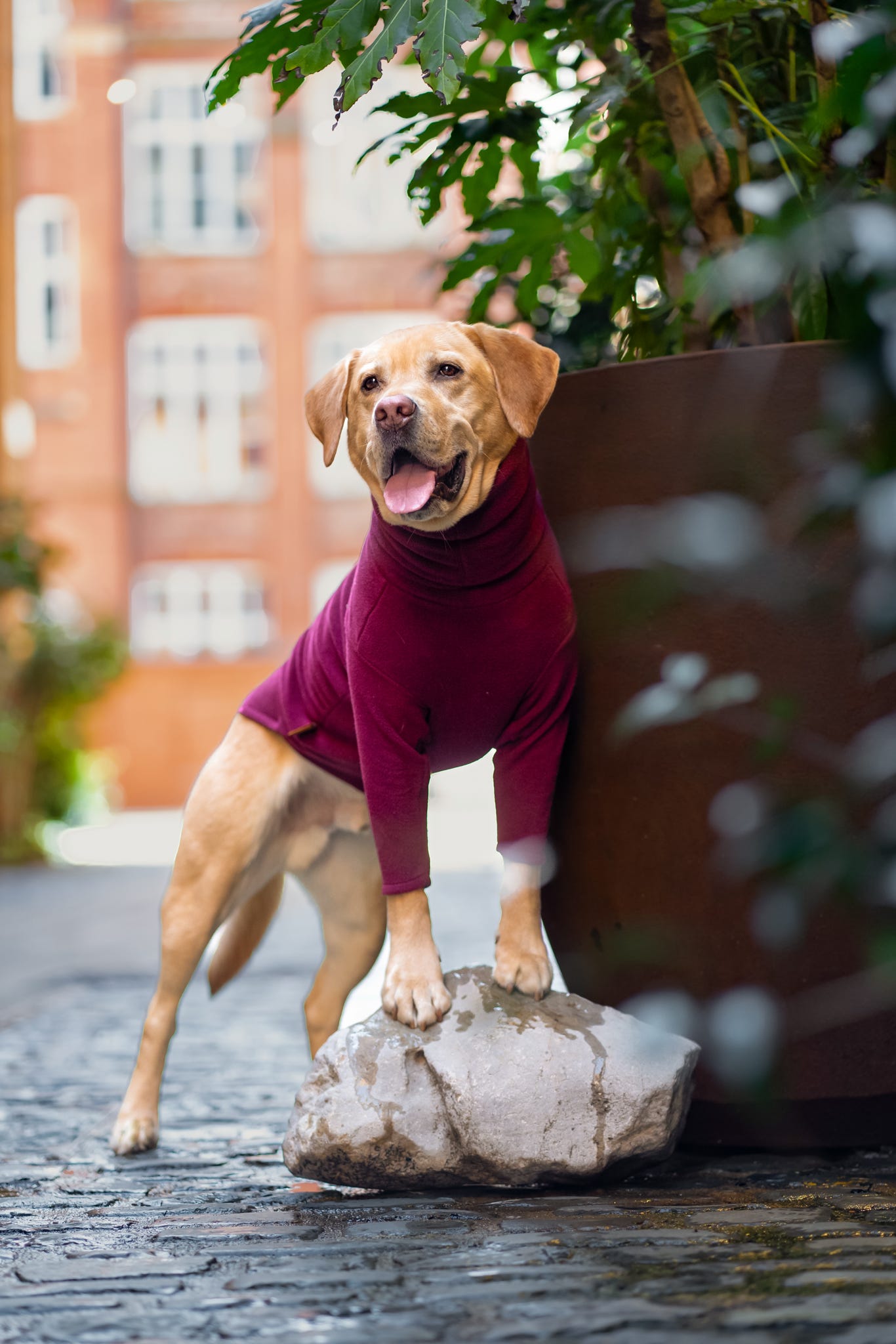 Front Leg Fleece Dog Snuggle Jumper - Made to Measure - Hugo and Ted