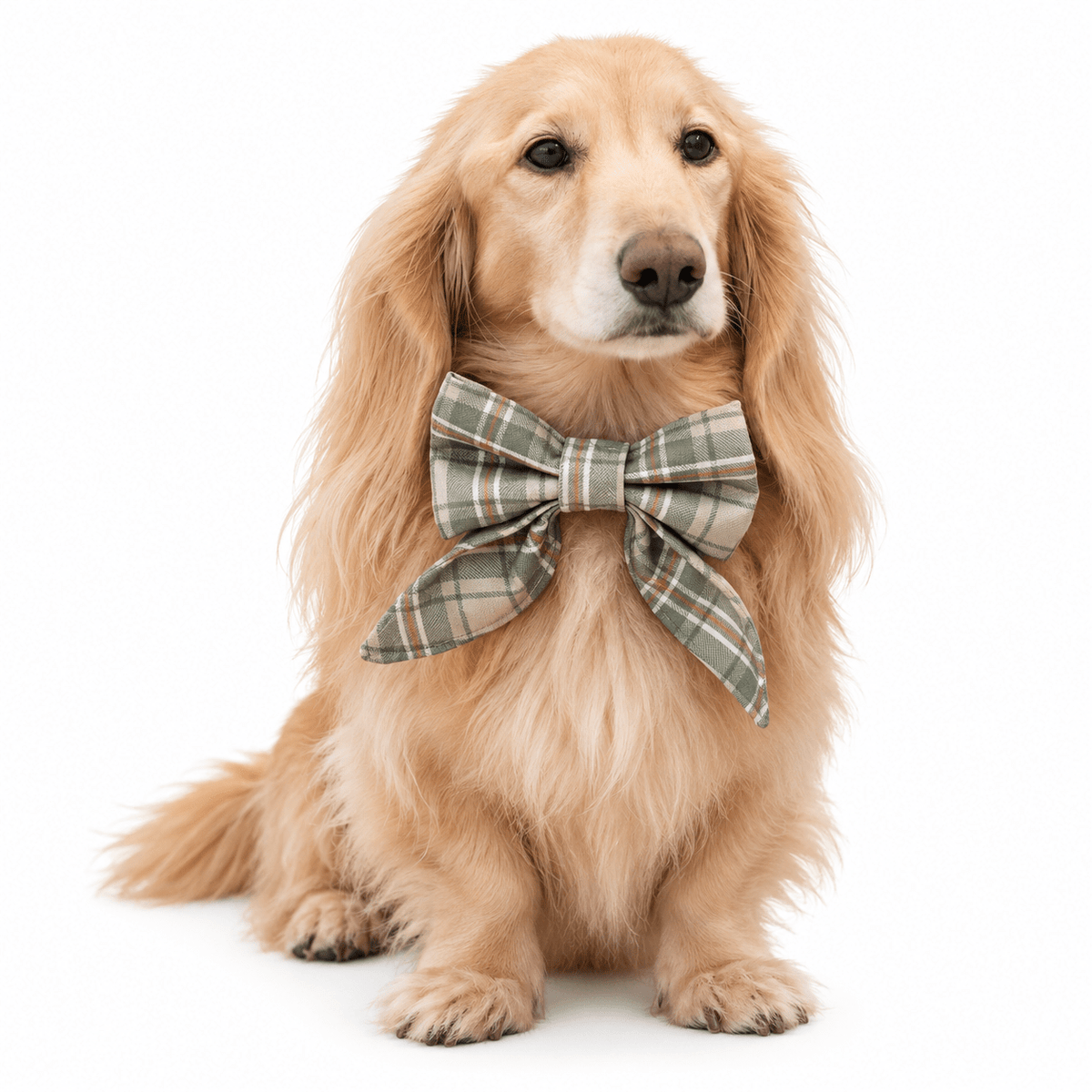 Cream spaniel wearing a Heritage check sailor bow on its collar