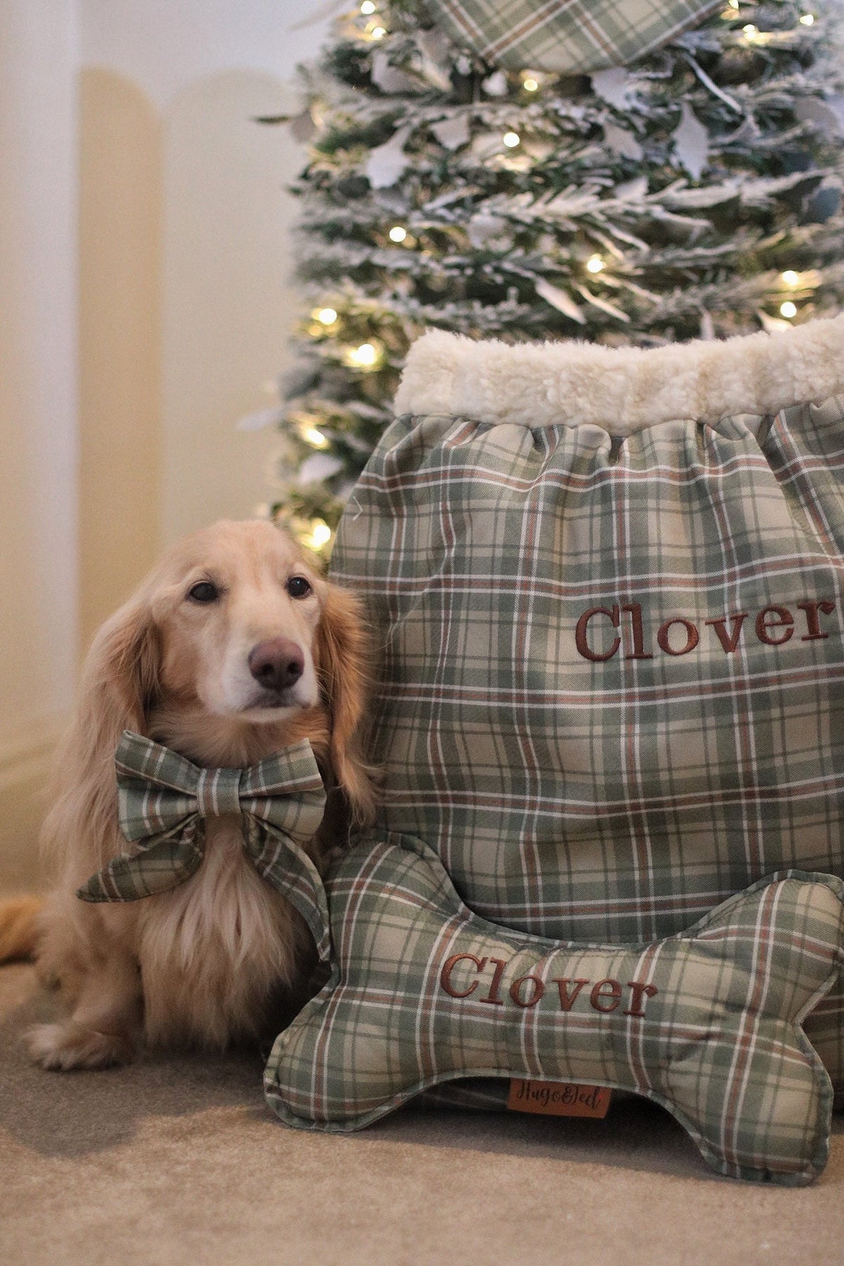 Cream dachshund sitting beside a Heritage check present sack by a Christmas tree
