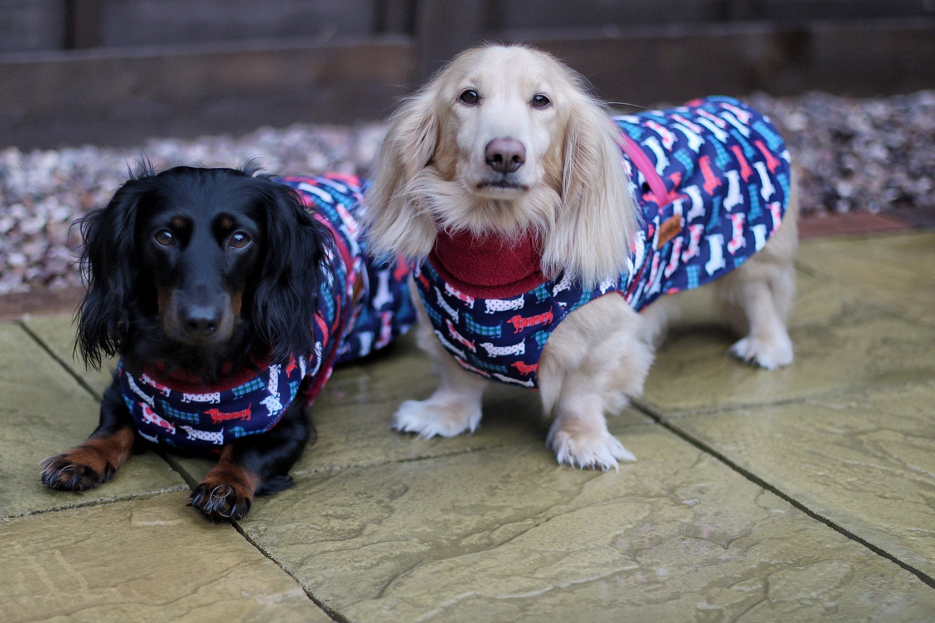 Hugo and Ted Print Ultimate Walkies Waterproof Dog Coats - Made to Measure - Hugo and Ted