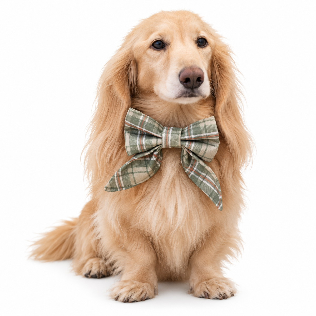 Dachshund wearing the Heritage Collection sailor bow - Hugo and Ted