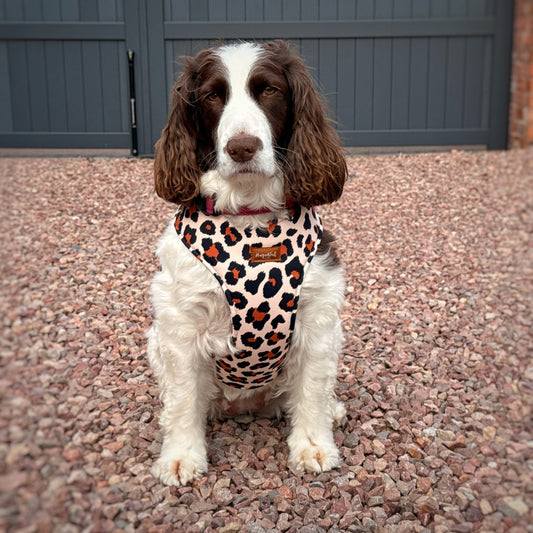 Lenny Leopard Print Harness - Hugo and Ted