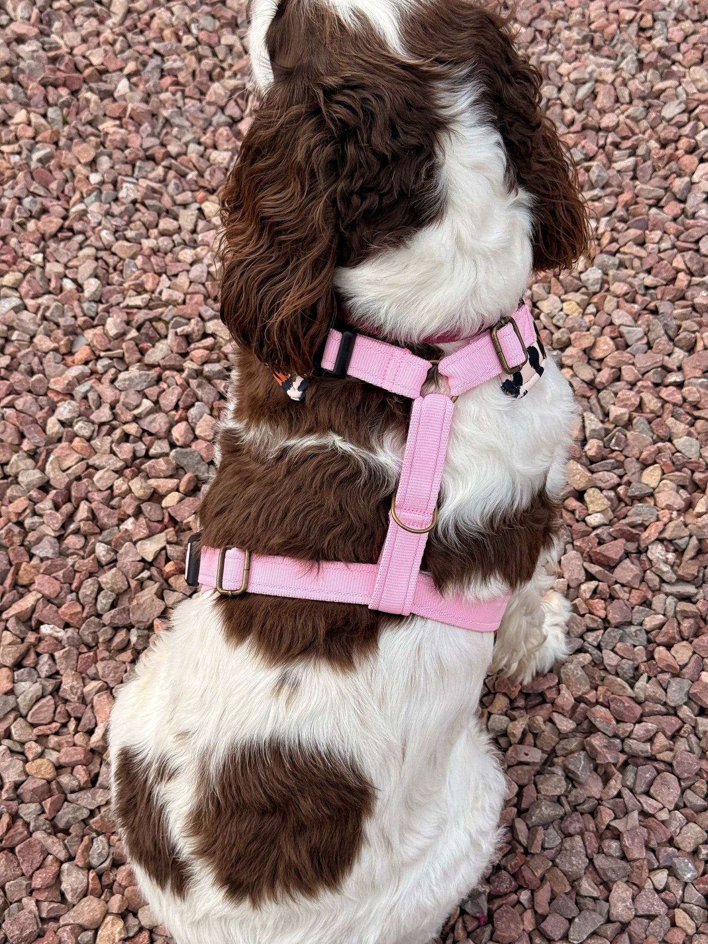 Lenny Leopard Print Harness - Hugo and Ted