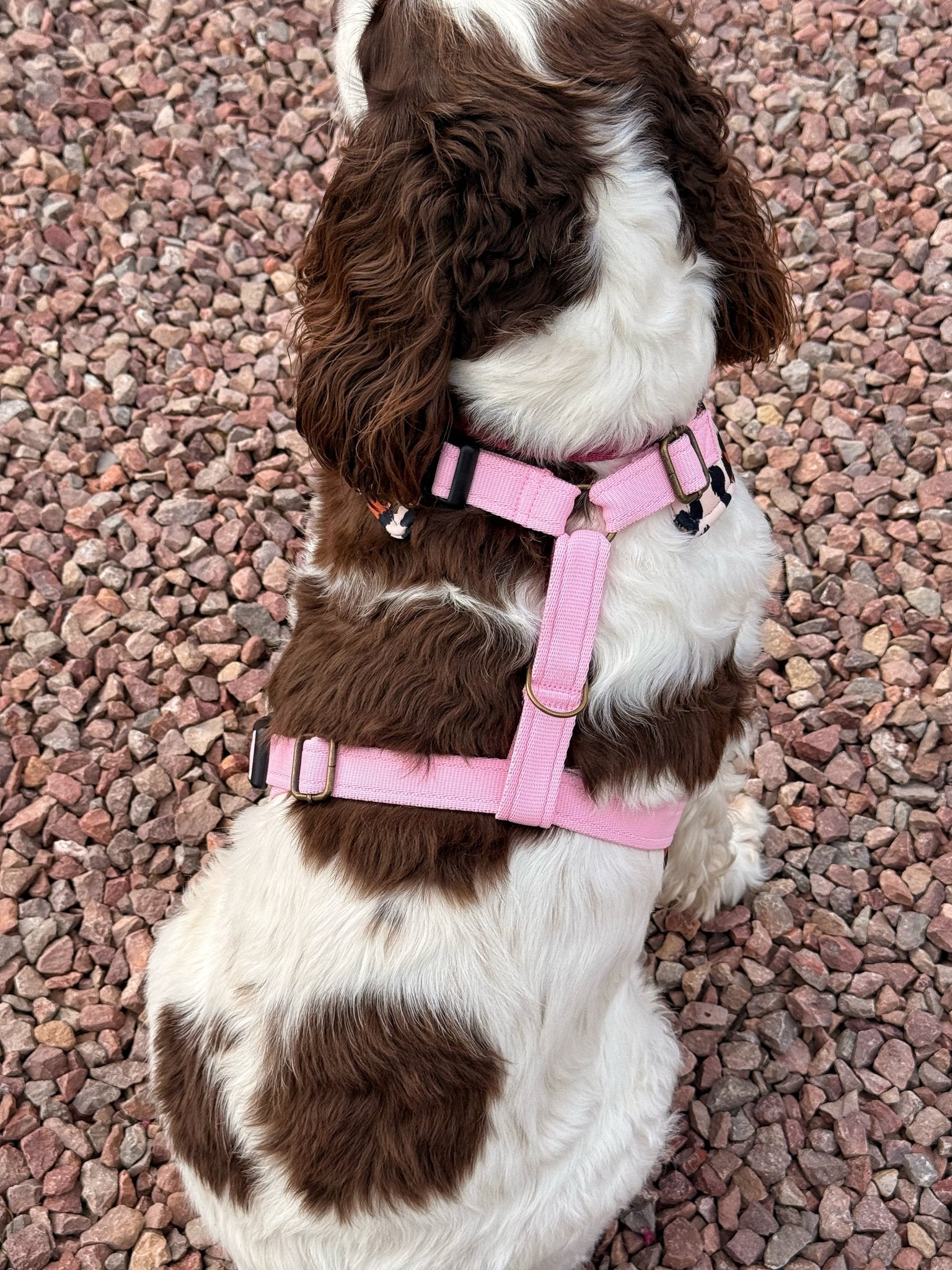 Lenny Leopard Print Harness - Hugo and Ted