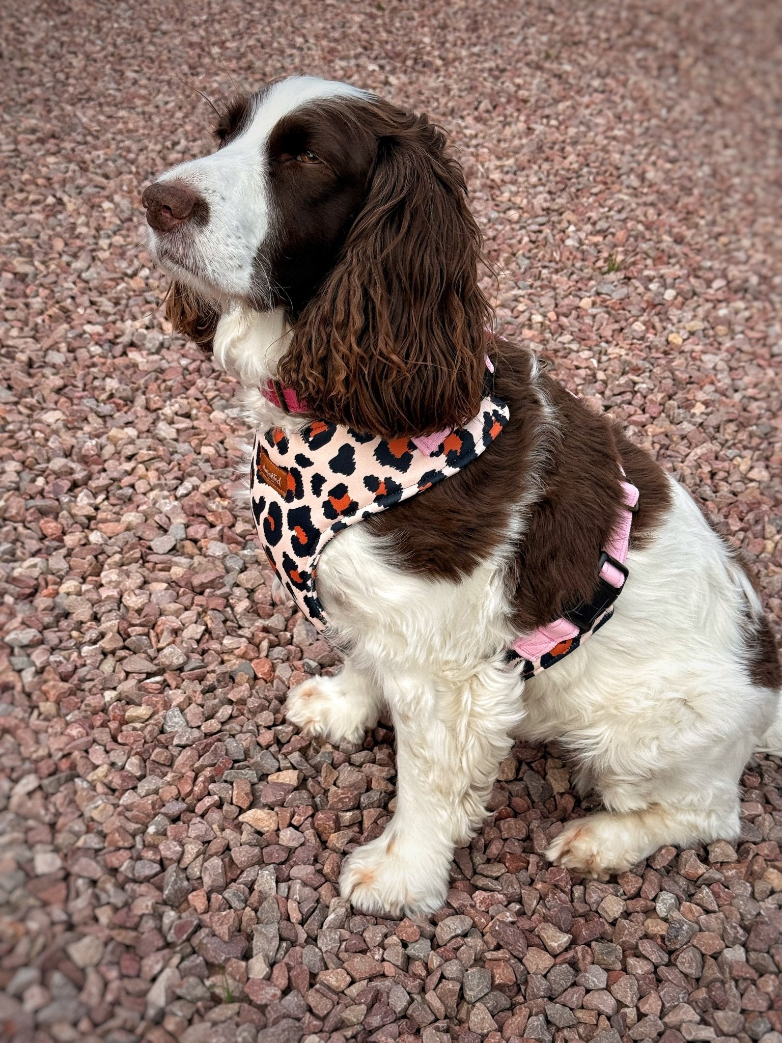 Lenny Leopard Print Harness - Hugo and Ted