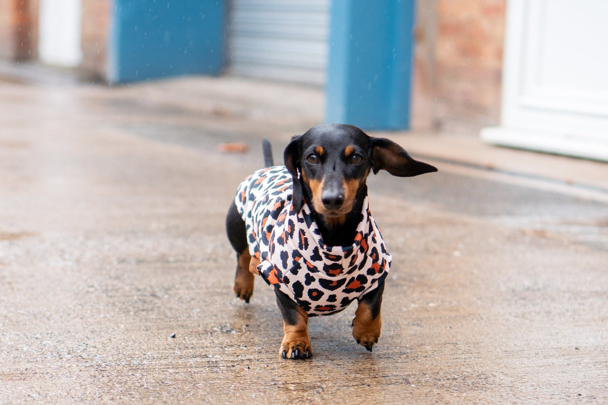 Lenny Leopard Print Rainfleece Dog Coat - Made to Measure - Hugo and Ted