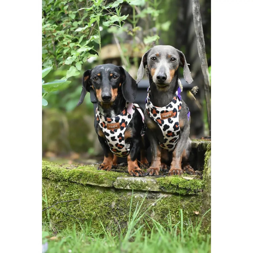 Lenny Leopard Print Waterproof Step-In Dog Harness - Made to Measure, All Breeds - Hugo and Ted