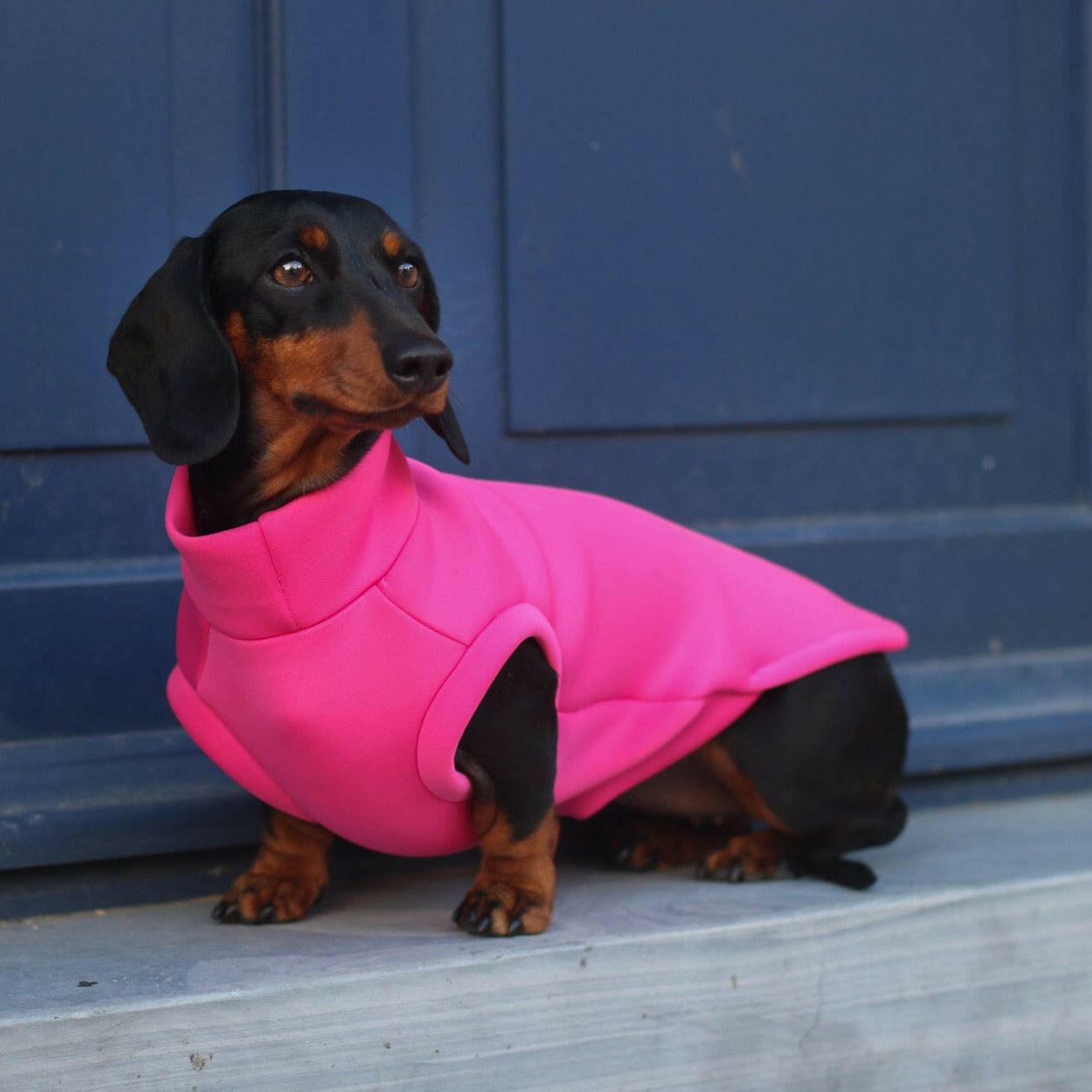 Neoprene Dog Coats The Perfect Coat For Active Dogs Hugo and Ted