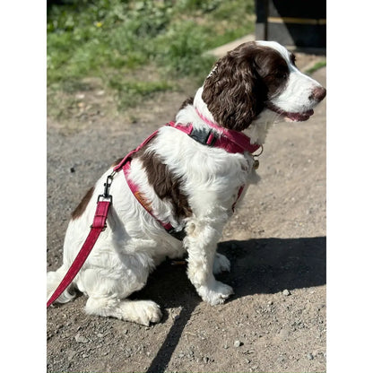 Padded, Strap Harnesses - Hugo and Ted