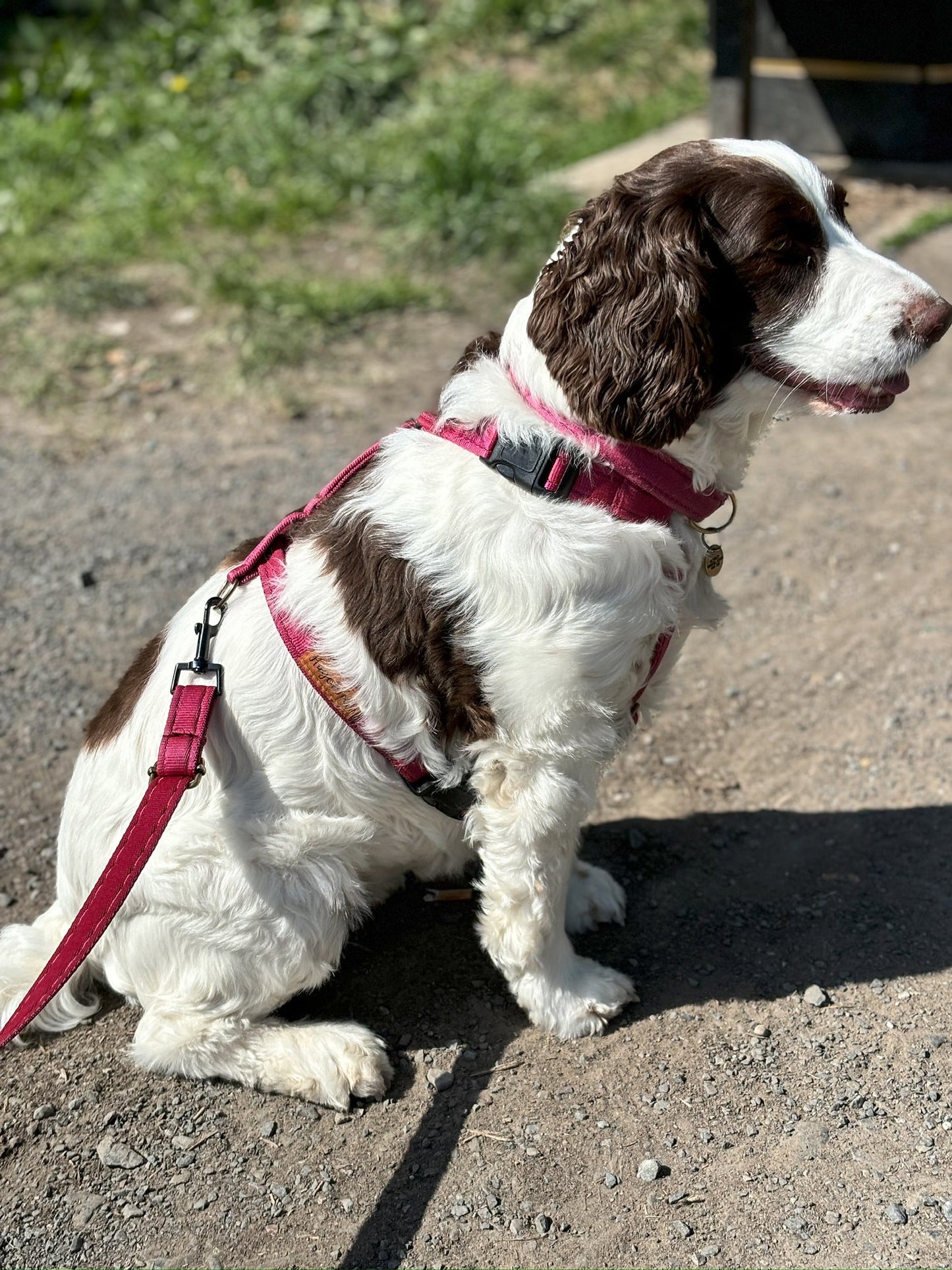 Padded, Strap Harnesses - Hugo and Ted