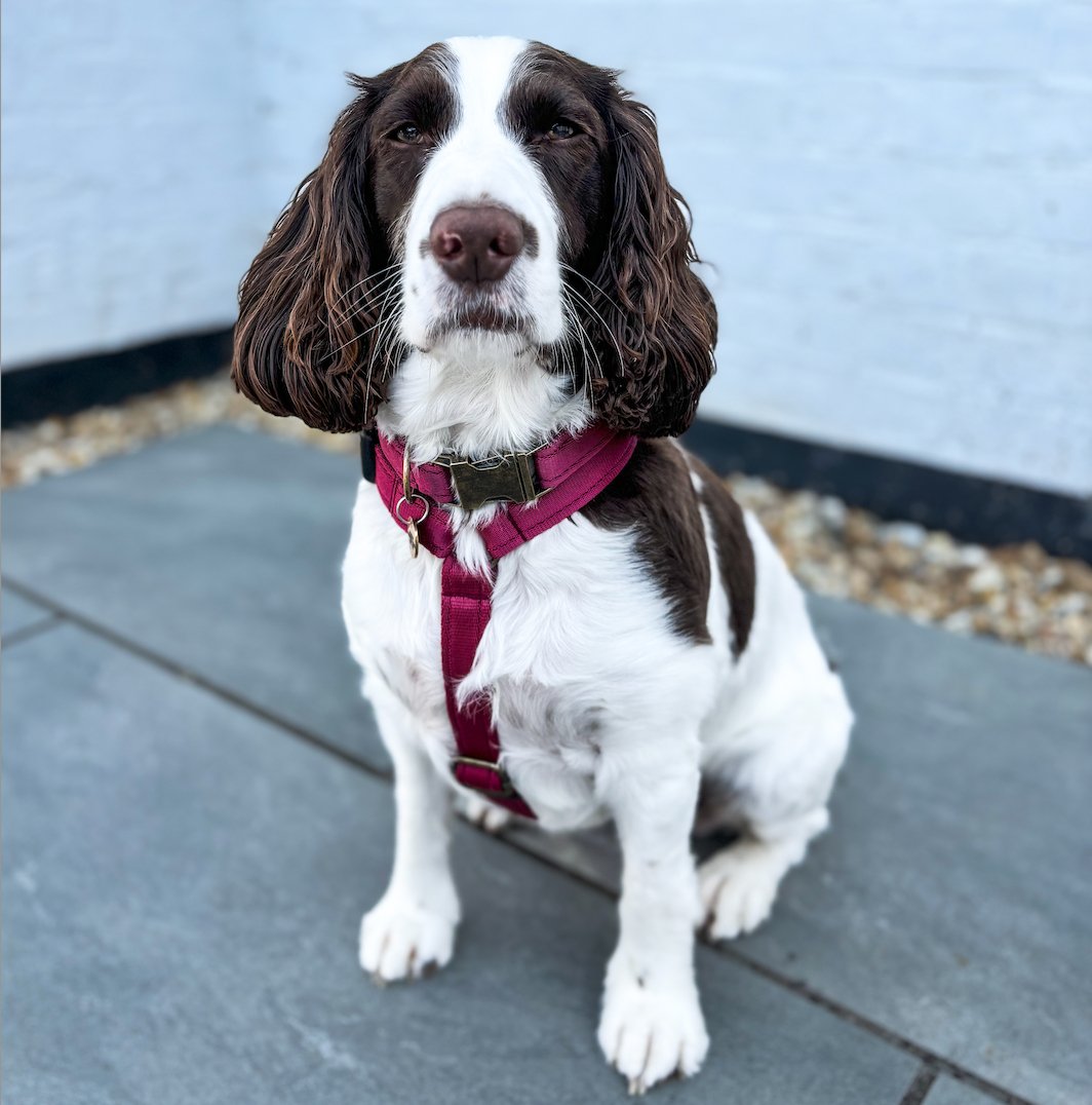 Padded, Strap Harnesses - Hugo and Ted
