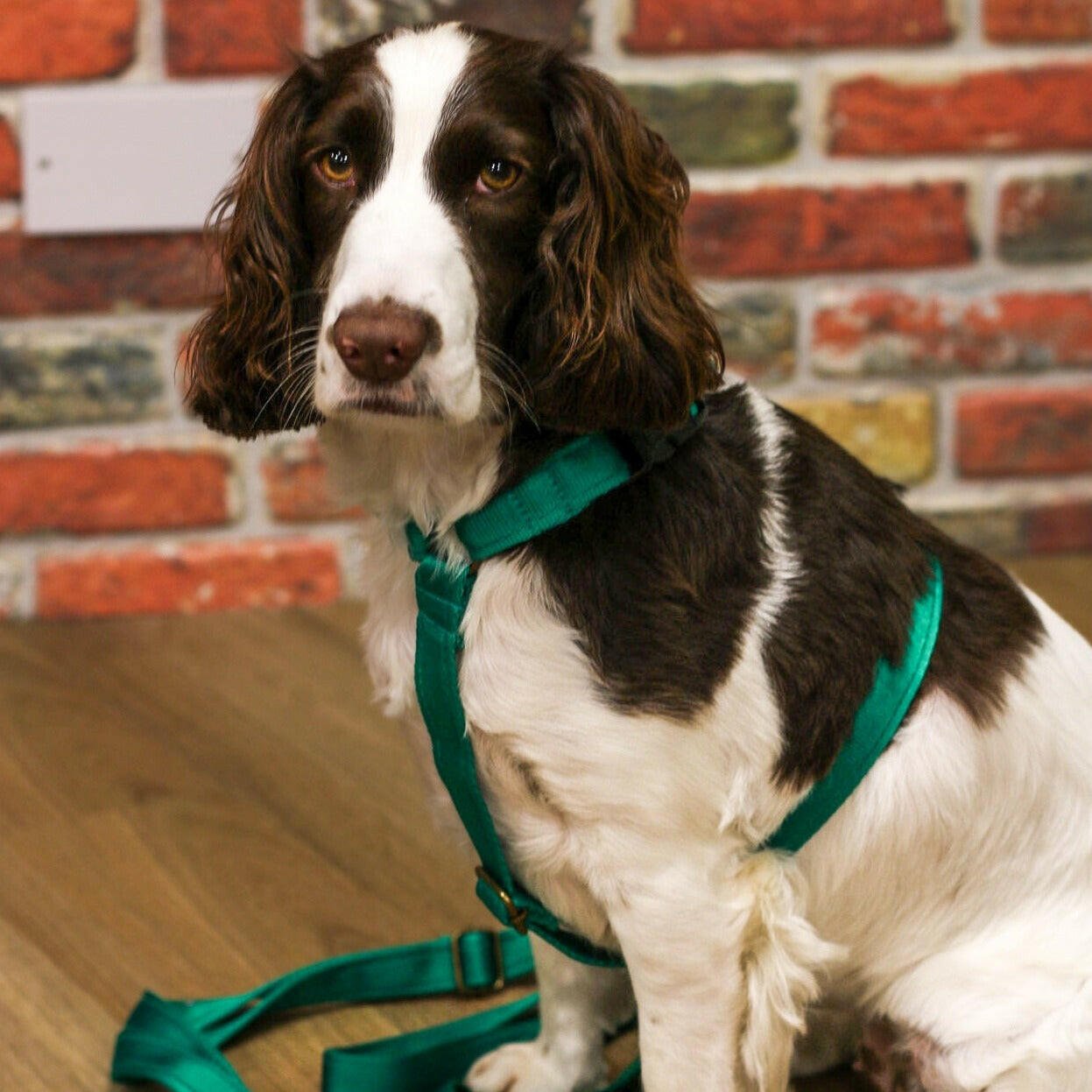 Padded, Strap Harnesses - Hugo and Ted