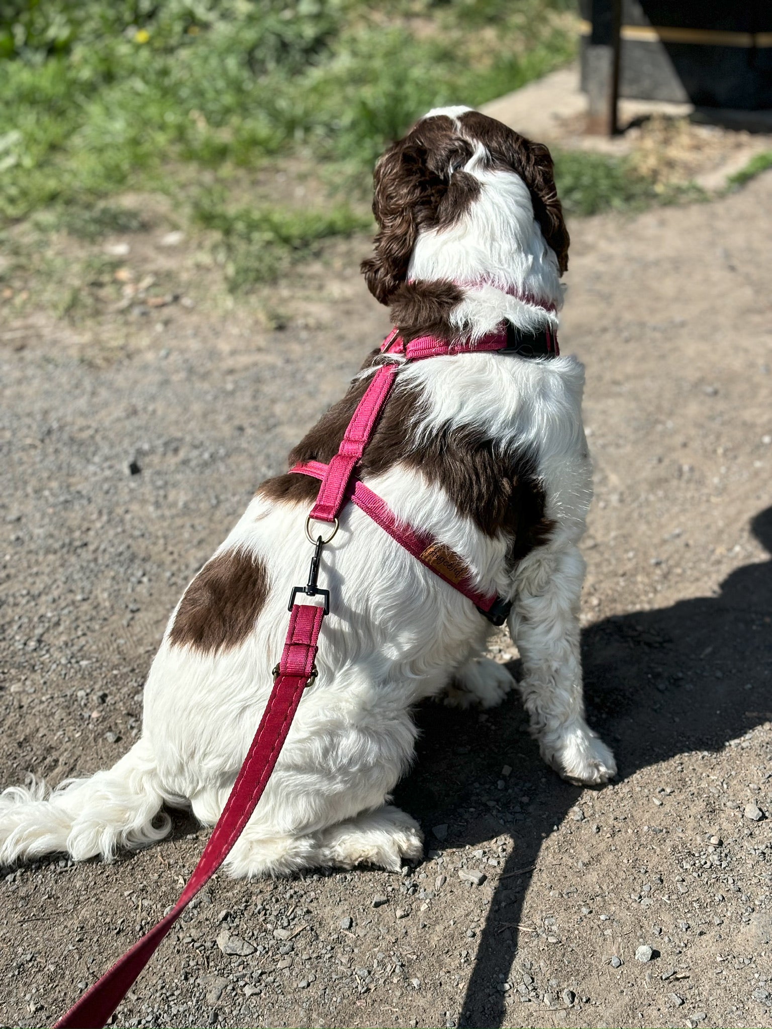 Padded, Strap Harnesses: Fully Adjustable Dog Harness – Hugo and Ted