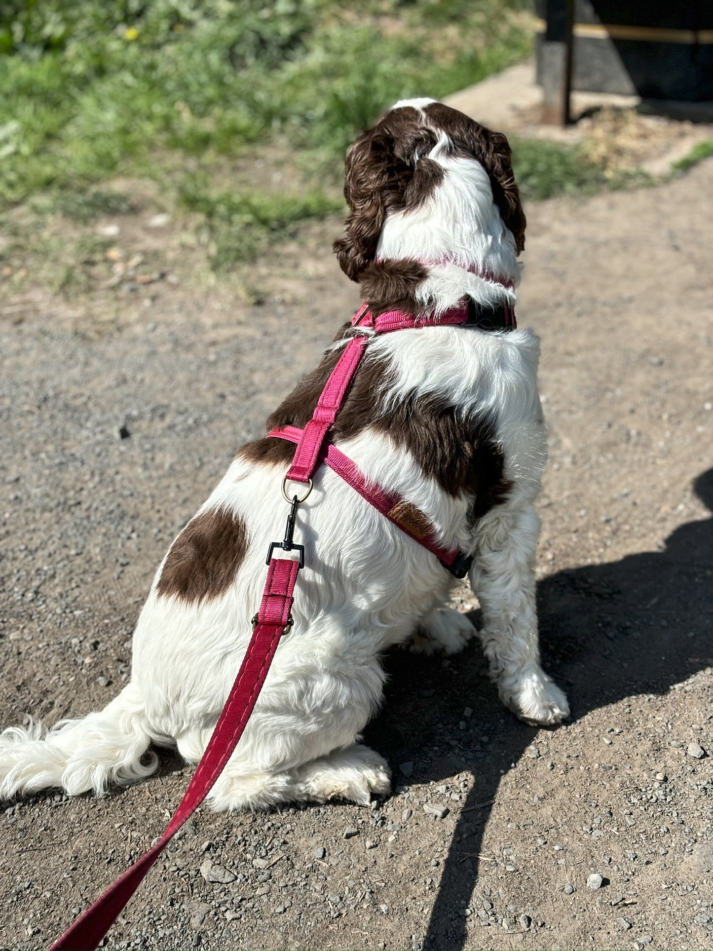 Padded, Strap Harnesses - Hugo and Ted