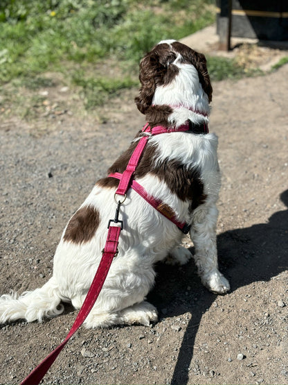 Padded, Strap Harnesses - Hugo and Ted