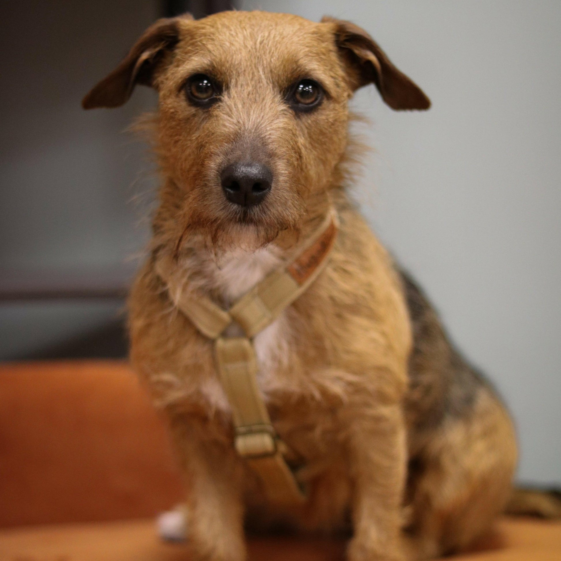 Padded, Strap Harnesses - Hugo and Ted