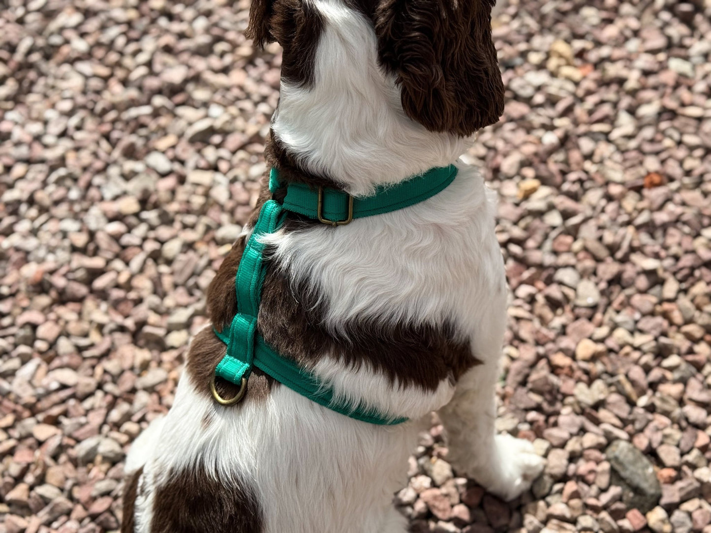 Padded, Strap Harnesses - Hugo and Ted