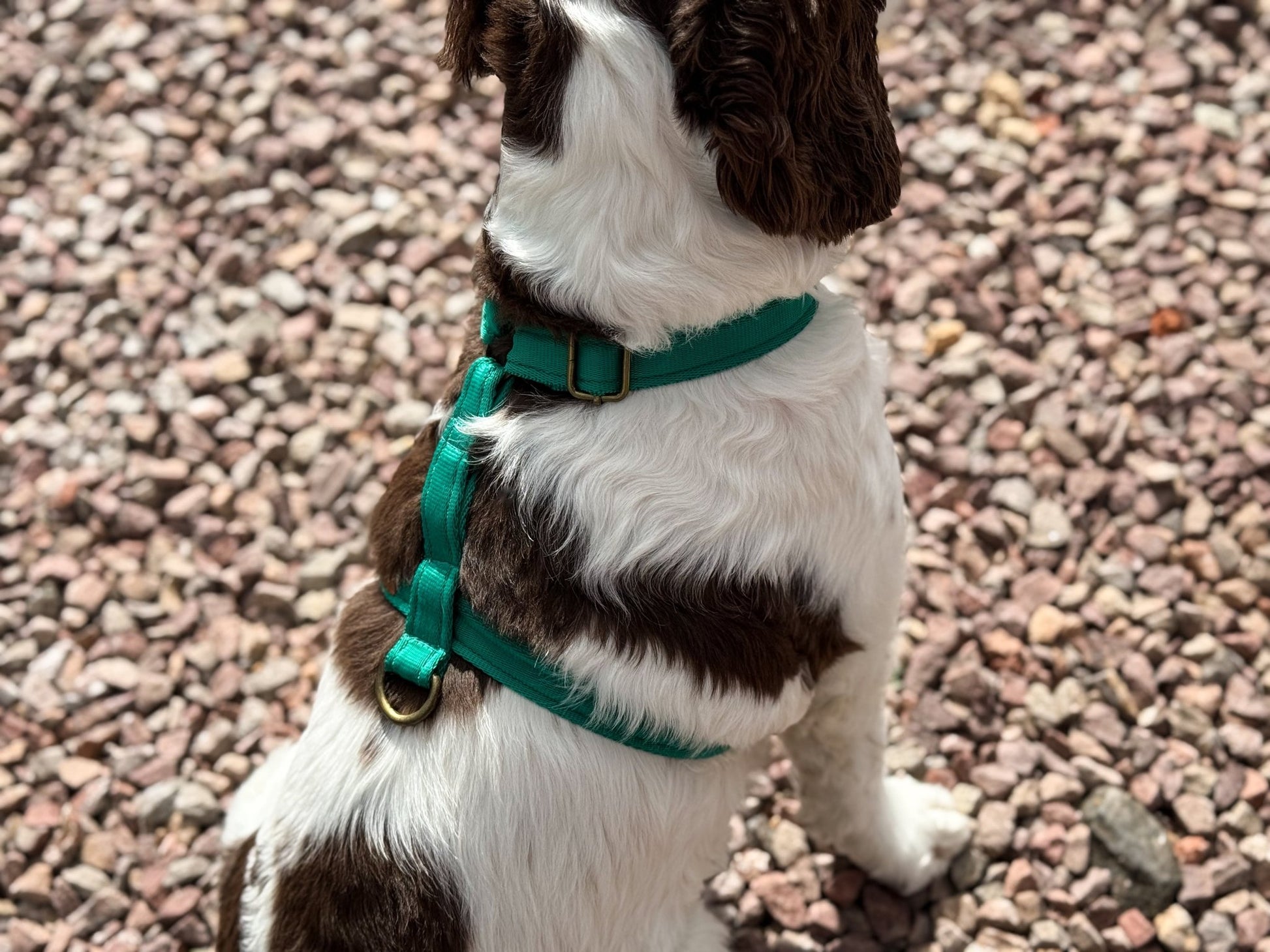 Padded, Strap Harnesses - Hugo and Ted