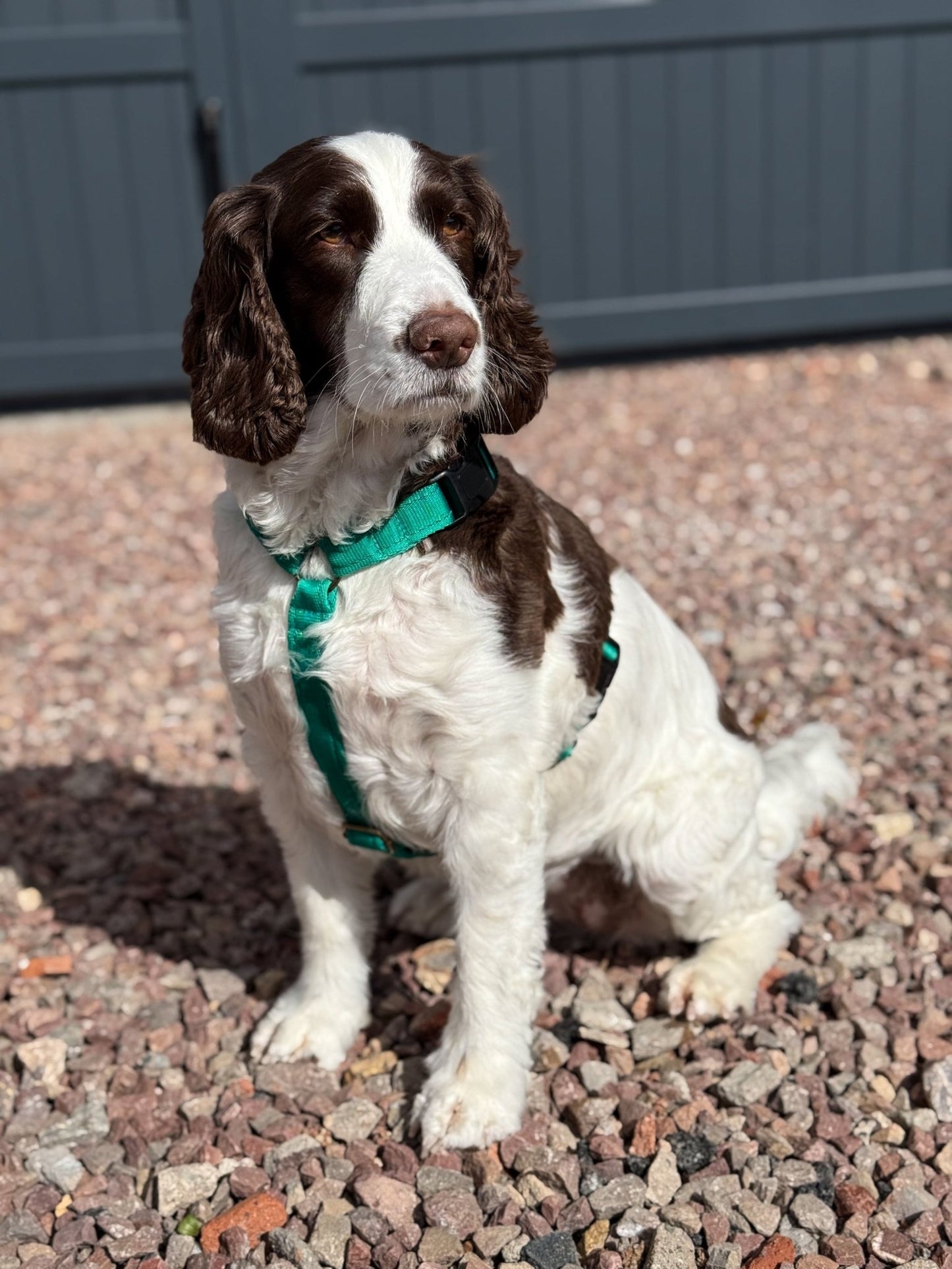 Padded, Strap Harnesses - Hugo and Ted