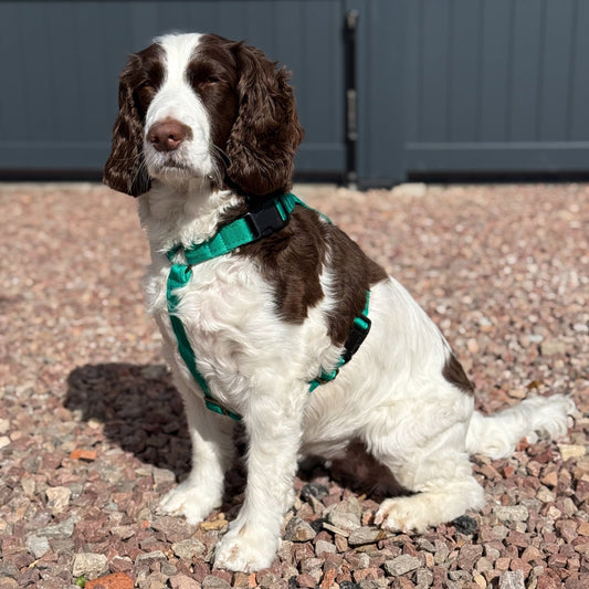 Padded, Strap Harnesses - Hugo and Ted