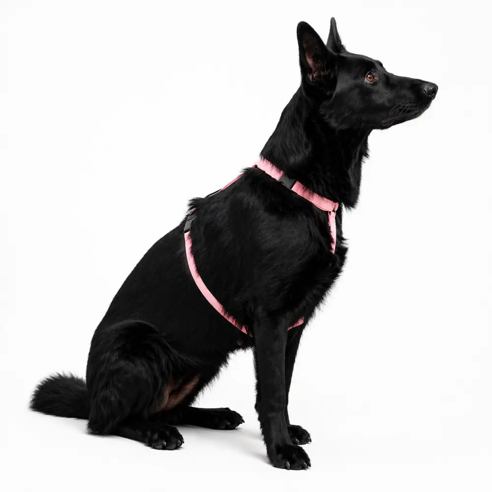 Padded Strap Waterproof Step-In Dog Harness - Made to Measure, All Breeds - Hugo and Ted