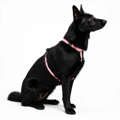Padded Strap Waterproof Step-In Dog Harness - Made to Measure, All Breeds - Hugo and Ted