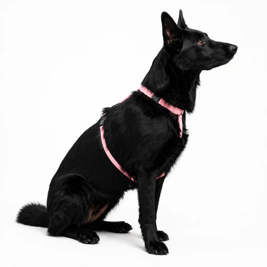 Padded Strap Waterproof Step-In Dog Harness - Made to Measure, All Breeds - Hugo and Ted