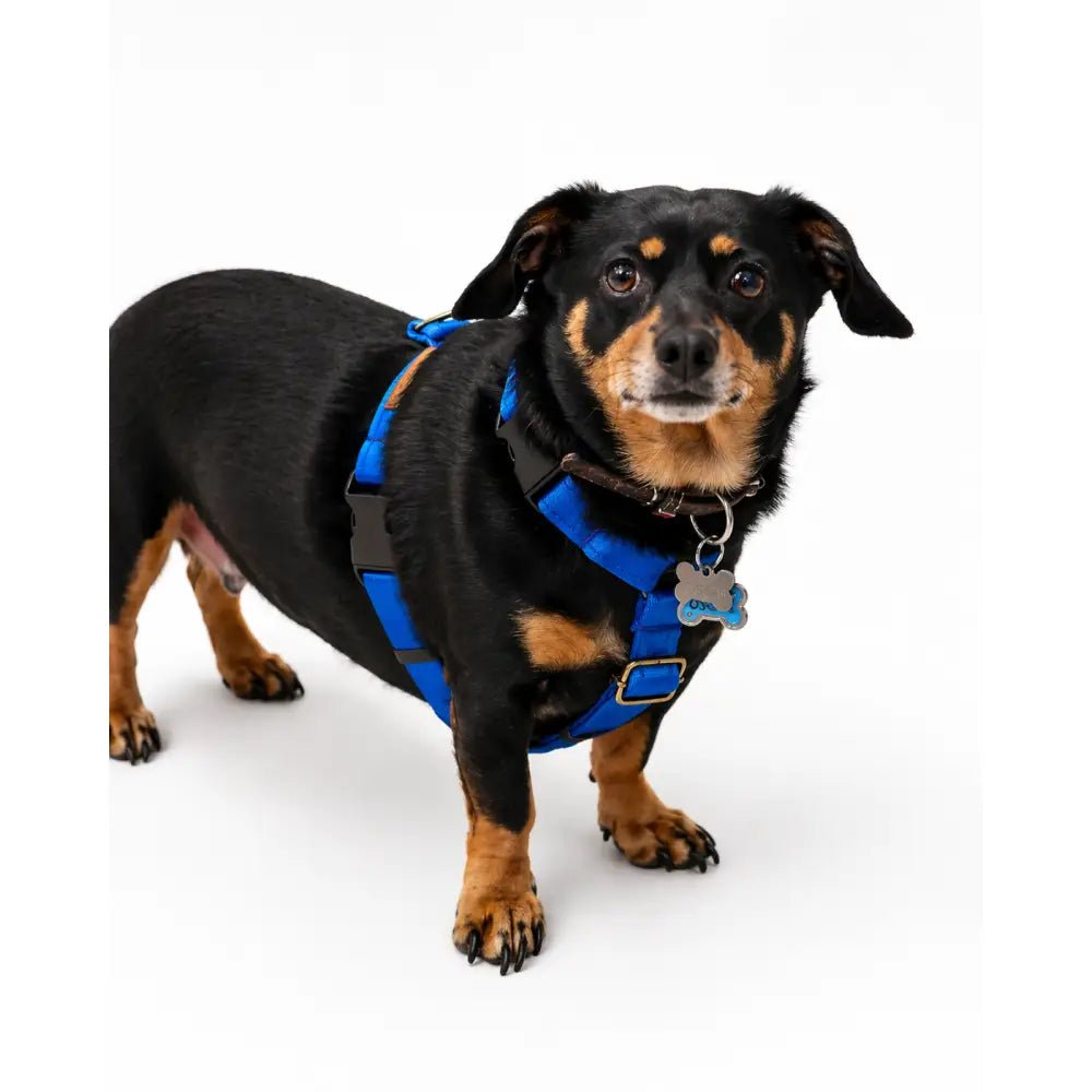 Padded Strap Waterproof Step-In Dog Harness - Made to Measure, All Breeds - Hugo and Ted